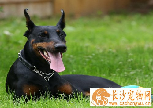杜宾犬的智商 嗅觉非常灵敏的狗狗