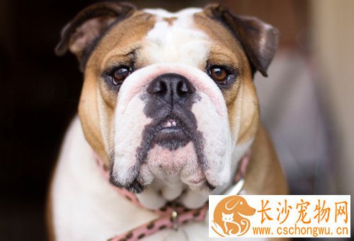 斗牛犬的智商 具有很强智力的狗狗