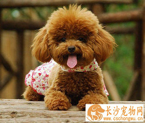 泰迪犬的智商 可爱又聪明的萌宠
