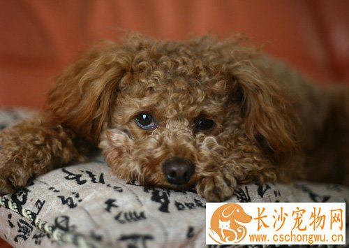 贵宾犬的智商 聪明伶俐容易接受训练