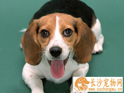 比格犬的智商 选宠必知的尝试