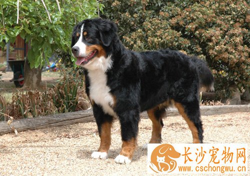 伯恩山犬智商高吗 狗狗智商排行榜