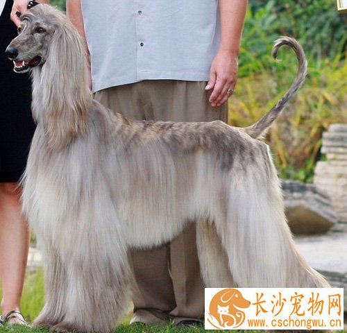 阿富汗猎犬智商 智商排名是79