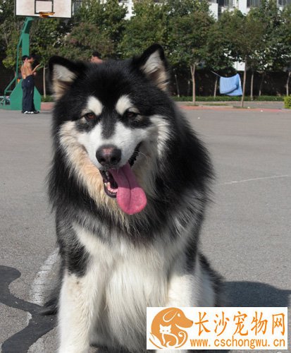 阿拉斯加雪橇犬怎么样 高智商可领会人的语言