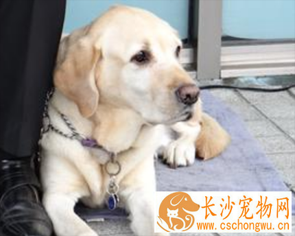为什么导盲犬都是拉布拉多 该犬聪明服从性高