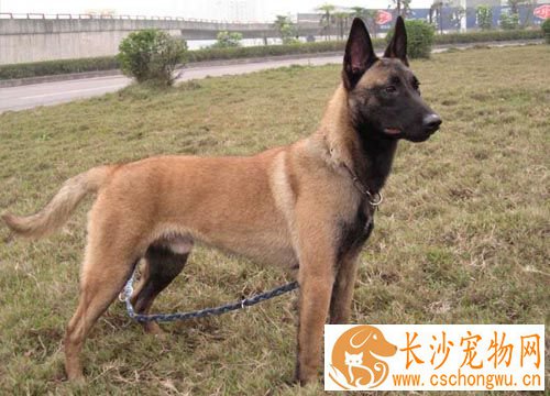 比利时马林诺斯犬聪明吗 排名第22位