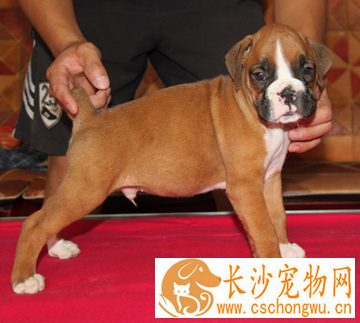 拳师犬聪明吗 是一种值得信赖的狗狗