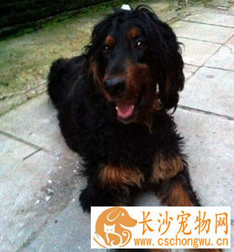 哥顿雪达犬聪明吗 该犬是出色的工作犬