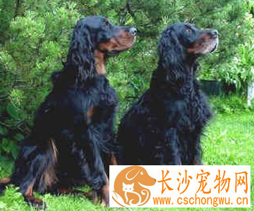 哥顿雪达犬多少钱 该犬聪明而有才干