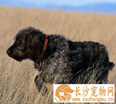 刚毛指示格里芬犬的特点 该犬十分聪明