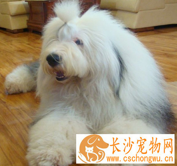 古代牧羊犬聪明吗 是一种优良的伴侣犬