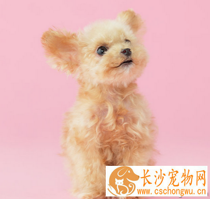 哪种小型犬聪明 玩具贵宾较聪明