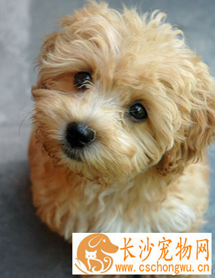 什么小型犬最聪明 泰迪是最聪明的小型犬
