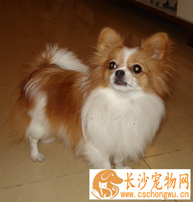 小型犬哪种最聪明 根据自己的需要选择