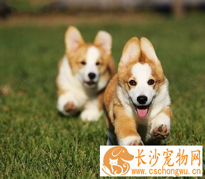 小型犬聪明排行 聪明的狗狗更易训练