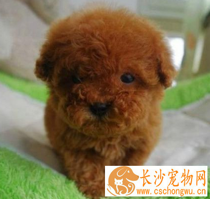 什么小型犬聪明 聪明的狗易适应环境