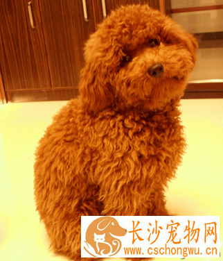 小型犬那种最聪明 泰迪是最聪明的