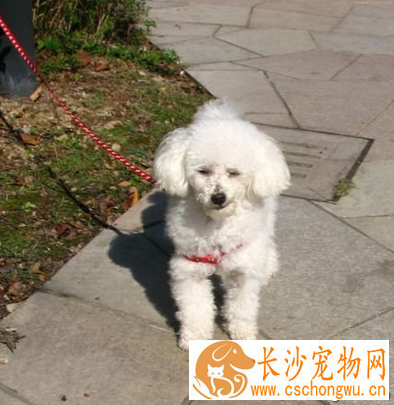 小型贵宾犬多少钱 是非常聪明的犬种
