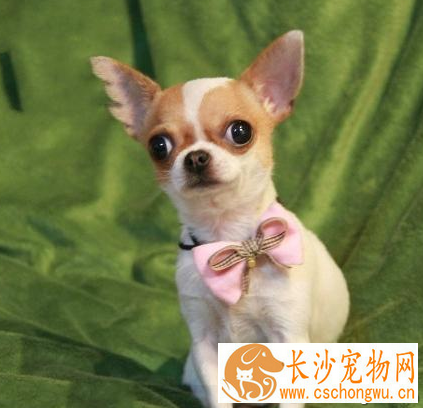 哪种小型犬最聪明 常见的品种有很多