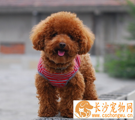 最聪明的小型犬 泰迪犬是比较好的选择