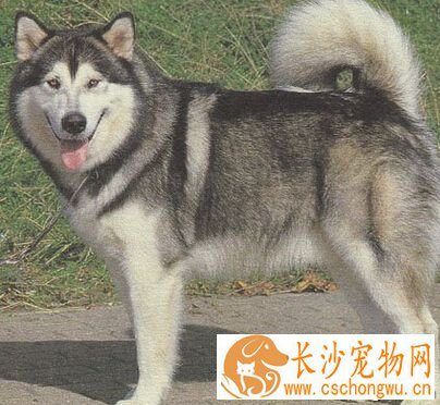 阿拉和哈士奇的区别 哈士奇比阿拉聪明许多