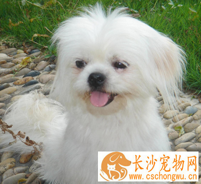 西施犬聪明吗 该犬特别爱争宠