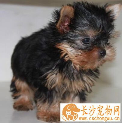 约克夏聪明吗 它们的学习能力比较强