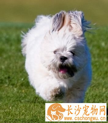 拉萨犬聪明吗 最好是从小训练狗狗 