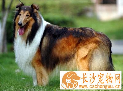 苏格兰牧羊犬聪明吗 其聪明得到人们肯定