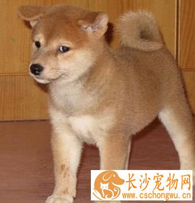 柴犬聪明吗 该犬是特别适合家里养的