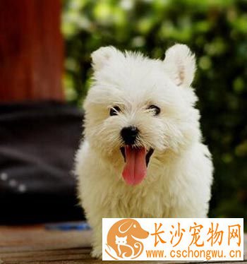 西高地白梗聪明吗 是比较聪明的狗狗