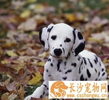 大麦町犬聪明吗 是一种聪明奔放的狗狗