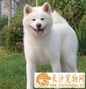 秋田犬厉害吗 它聪明好学感情丰富
