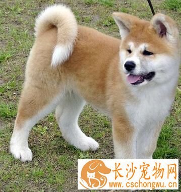  秋田犬聪明吗 是十分聪明和活泼的犬