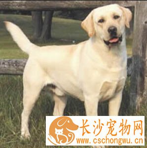 拉布拉多聪明吗 接受训练的能力很强