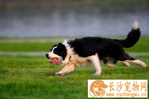 边境牧羊犬有多聪明 不需要训练的狗狗