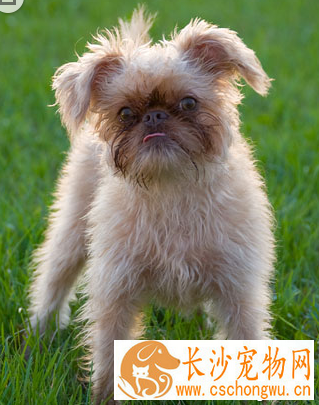 布鲁塞尔粗毛猎犬的特点 是聪明机警充满自信的猎犬