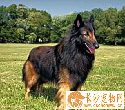  比利时坦比连犬哪里卖 它聪明姿态高雅