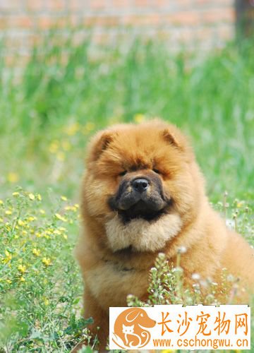 松狮犬的特点 聪明机灵我行我素