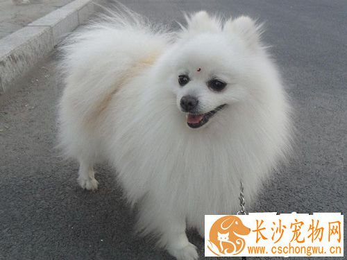 博美犬聪明吗 会对主人撒娇的狗狗