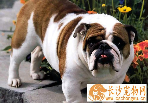 斗牛犬聪明吗 非常吸引人的狗狗