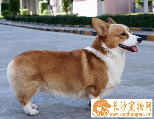 柯基犬聪明吗 短腿萌宠很可爱