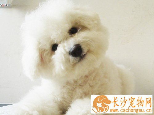 比熊聪明吗 生活中的比熊犬机警可爱