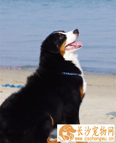 伯恩山犬聪明吗 给予狗狗陪伴与沟通