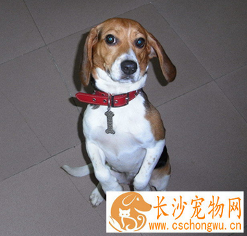 哈利犬的特点 对其他狗有攻击倾向