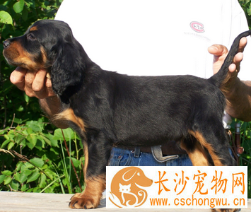 哥顿雪达犬的特点 极讨人喜爱的家庭宠物犬