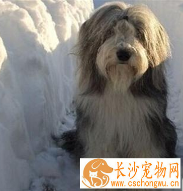 古代长须牧羊犬的特点 该犬非常受欢迎