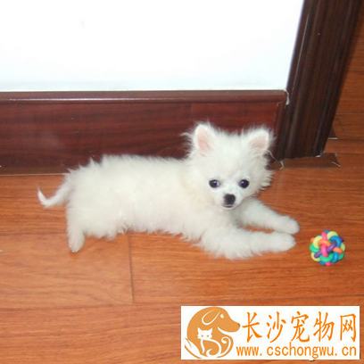 什么小型犬最可爱 狗狗都有不同的特点