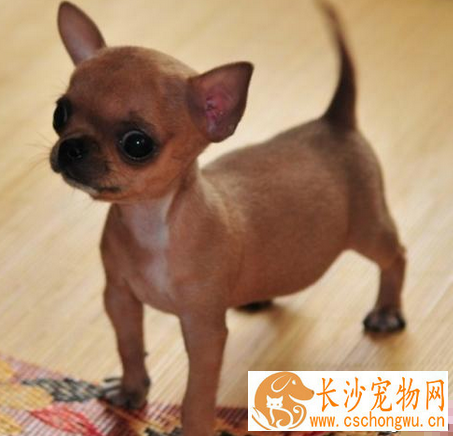 袖珍犬多少钱 特点是体形娇小