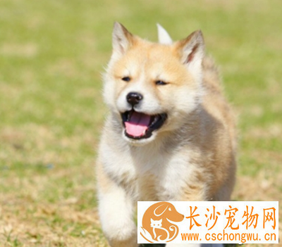 秋田犬的特点 该犬头部呈三角形